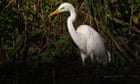 Country diary: This great white egret lives up to its name | Derek Niemann