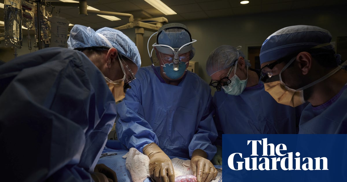 Surgeons successfully test pig kidney transplant in human patient