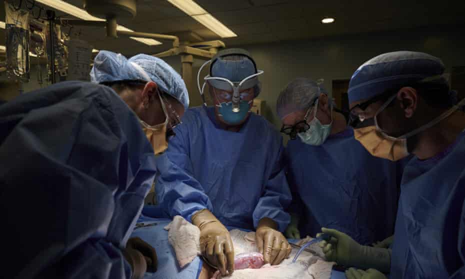 A surgical team at the hospital in New York examines a pig kidney attached to the body of a deceased recipient for any signs of rejection