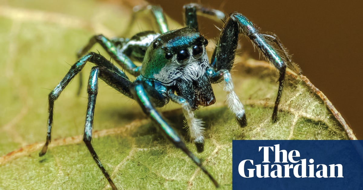 Close Encounters Of The Furred Kind Alien Butt Spider And Friends In Pictures Environment The Guardian Close Encounters Of The Furred Kind Alien Butt Spider And Friends In Pictures Environment The Guardian