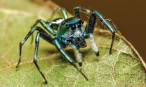 A male sea-green northern jumper from Barron Gorge in Queensland.