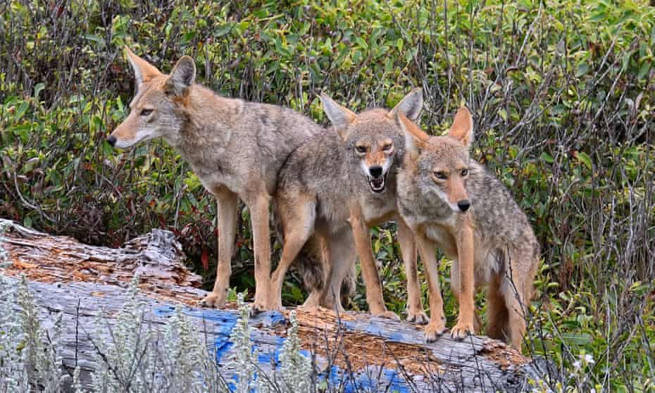The 2021 toll shows the killings span a Noah’s Ark of species. About 64,000 coyotes were killed.