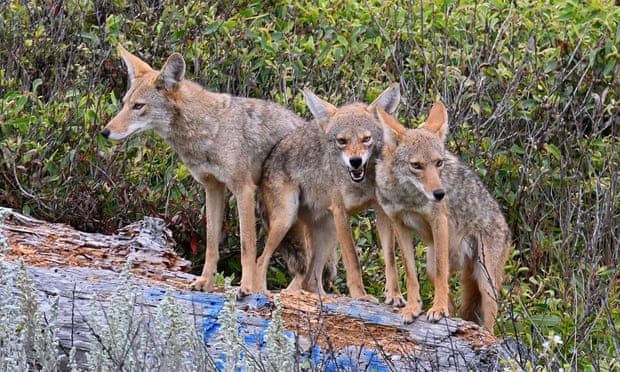 the guardian  .  us-government-wildlife-services-animals-deaths https://www.theguardian.com/world/2022/mar/25/us-government-wildlife-services-animals-deaths