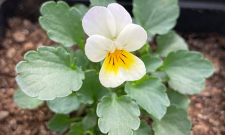 IMG 5479 Pansie usou plantas reprodutoras e declínio de polinizadores