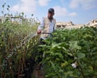 Gaza Farmers Persevere Amidst Devastation