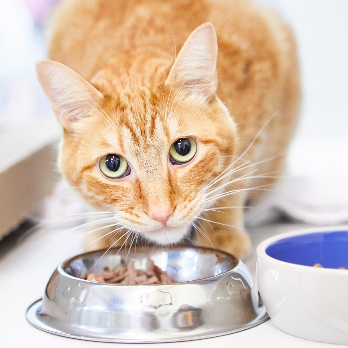 Cat Food Should You Spend More On Posh Brands Money The Guardian