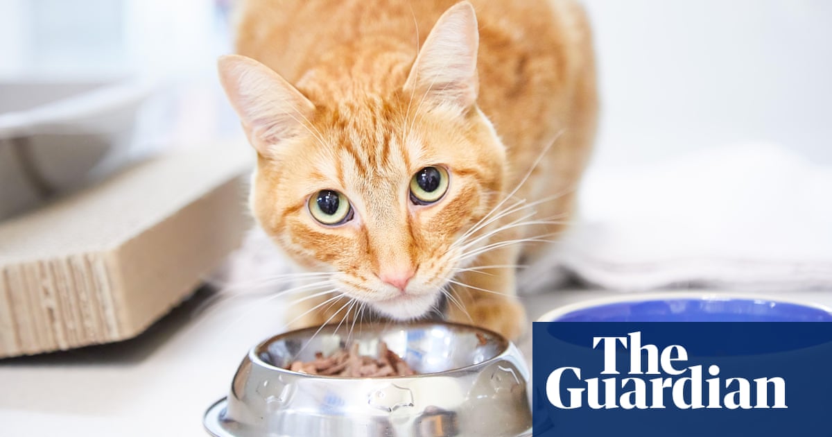 Cat food: should you spend more on posh brands?