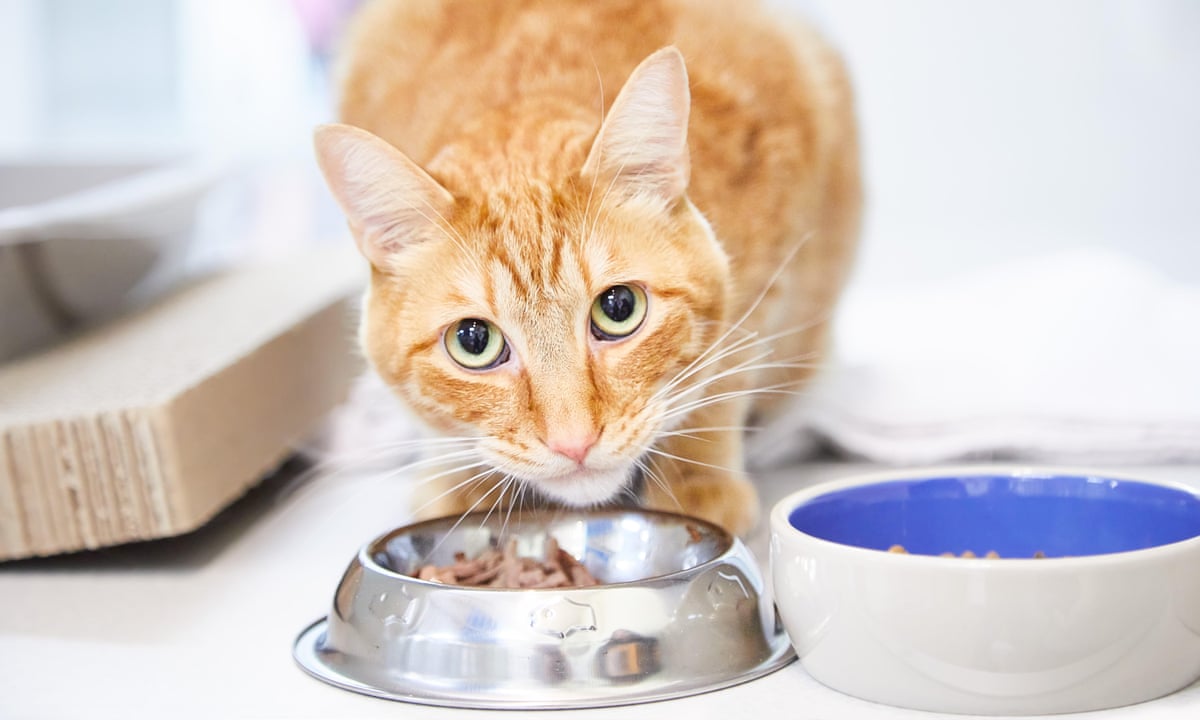 Cat Food Should You Spend More On Posh Brands Money The Guardian