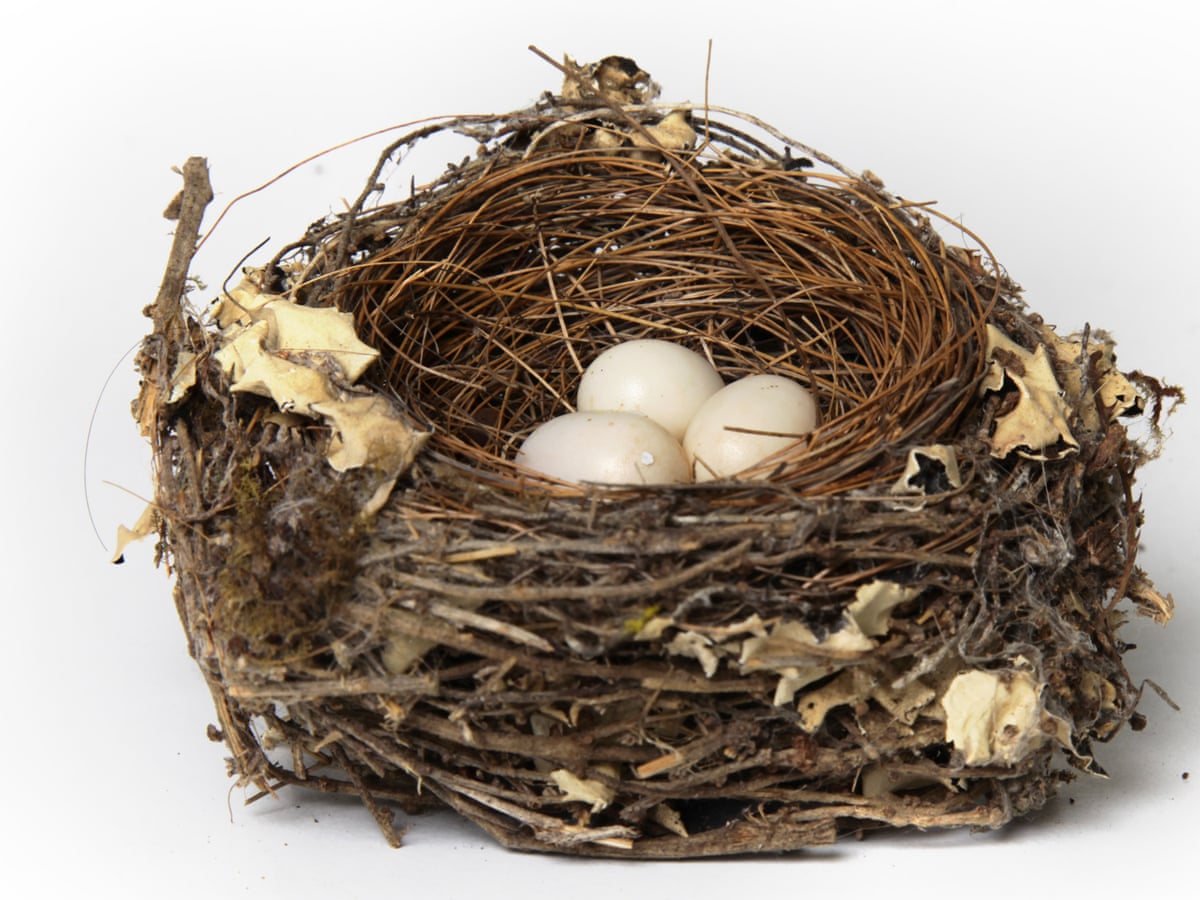 Helen Macdonald: the forbidden wonder of birds' nests and eggs ...
