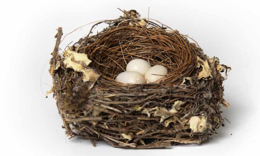 Helen Macdonald: the forbidden wonder of birds' nests and eggs | Science and nature books | The Guardian Helen Macdonald: the forbidden wonder of birds' nests and eggs | Science and nature books | The Guardian