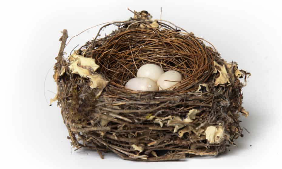 A bird's nest containing three eggs