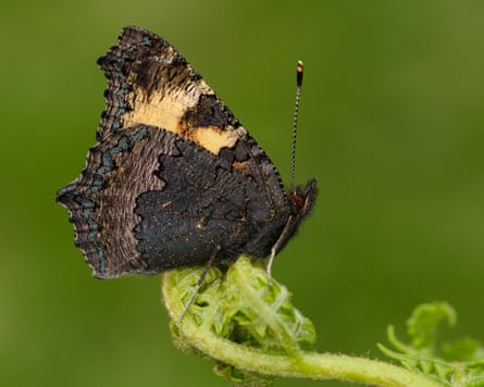 A small tortoiseshell