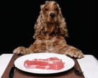 The problem with Britain’s dog obsession | Letters