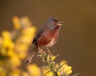 Country diary: In pursuit of the elusive Dartford warbler – a true bird of mystery | Mya Bambrick
