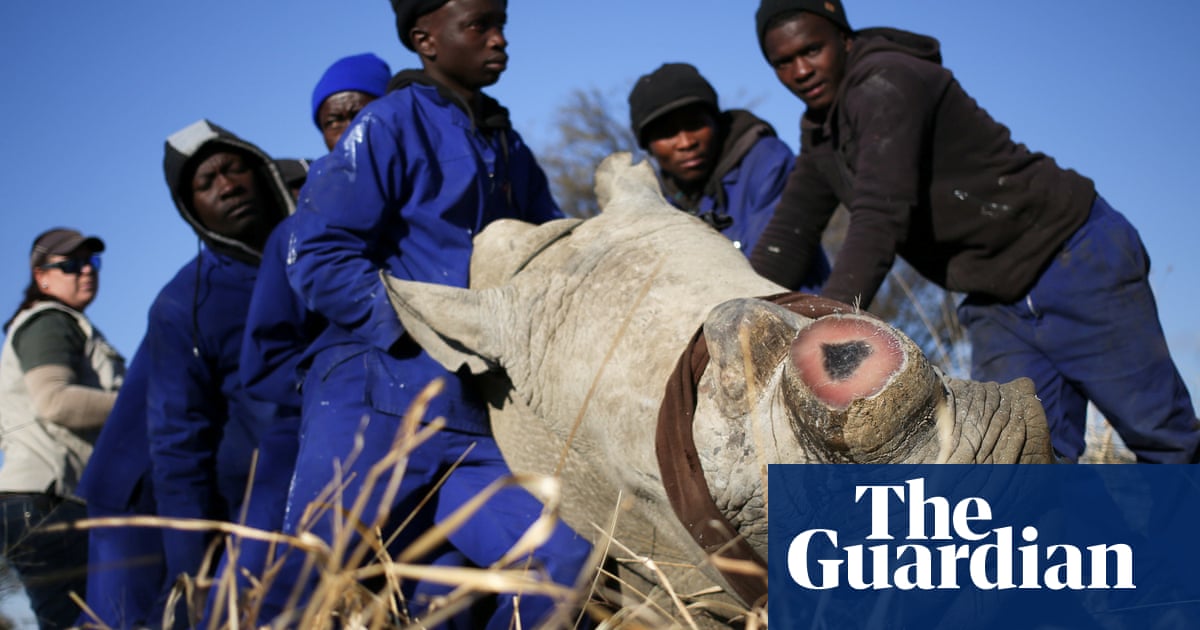Dehorning rhinos reduces poaching by 80%, study finds