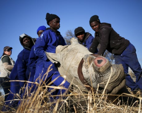 Workers hold a tranquillised rhino after it was dehorned.