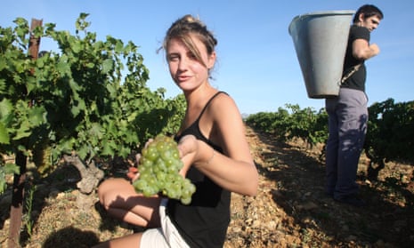 Pick of the bunch: collecting Muscat grapes.