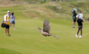 A female pheasant takes flight as Tommy Fleetwood plays his approach to the 8th green during day two of the 153rd Open Golf Championship at the Royal Portrush golf club on July 18th 2025 in Northern Ireland, UK