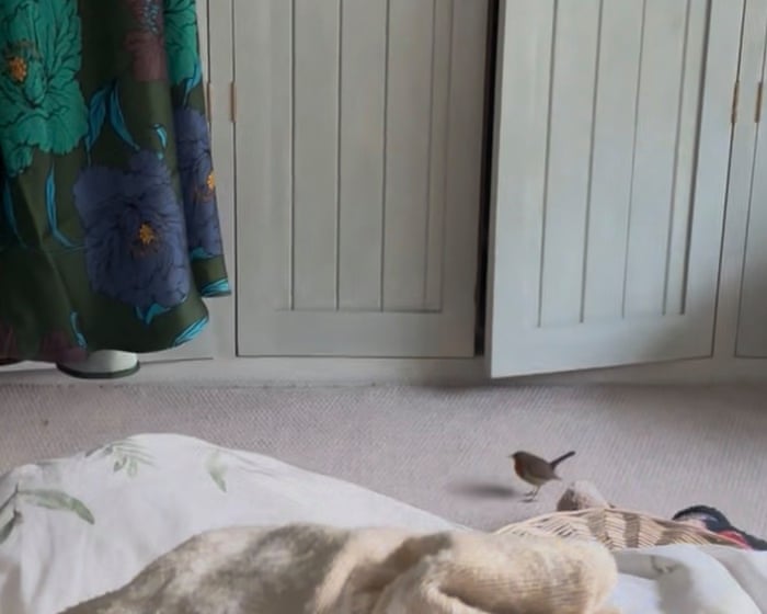 Country diary: In my moment of loss, birds came like gifts | Amy-Jane Beer