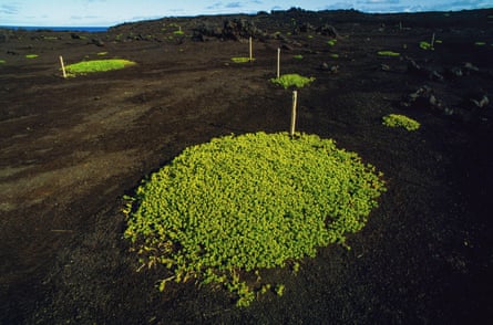 A dark patch of volcanic soil with a bright green patch of vegetation
