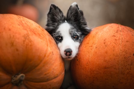 A sheepdog pokes its head between two pumpkins.
