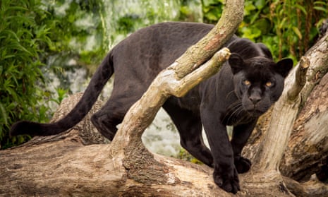 A Black jaguar