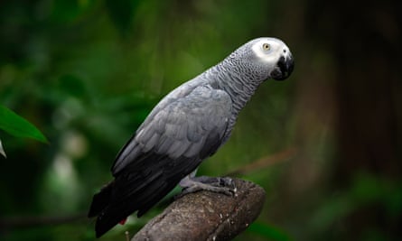 African grey parrots, which are extraordinary vocal mimics, may get the highest level of protection.