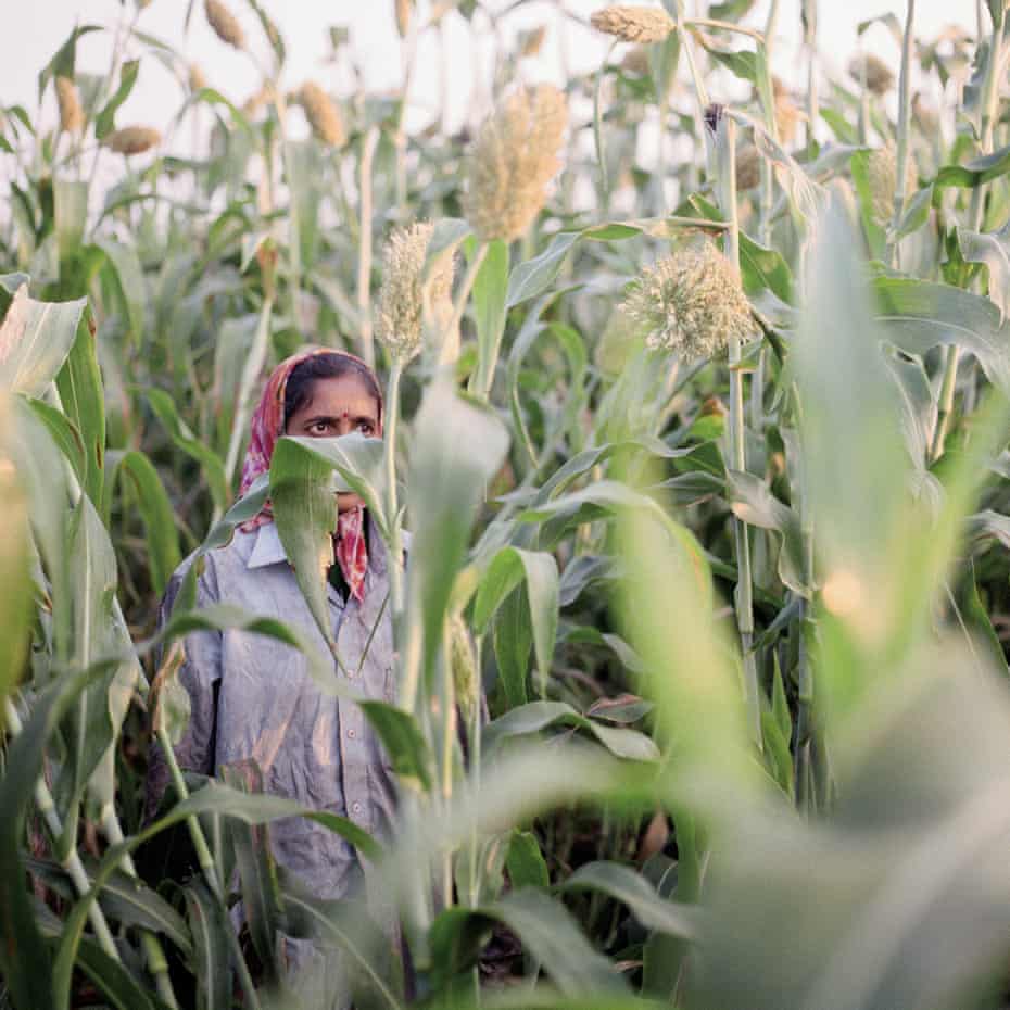 Nipani, India. Tobacco labourer Dipali Lohar in a mixed field with bidi tobacco and sorgum