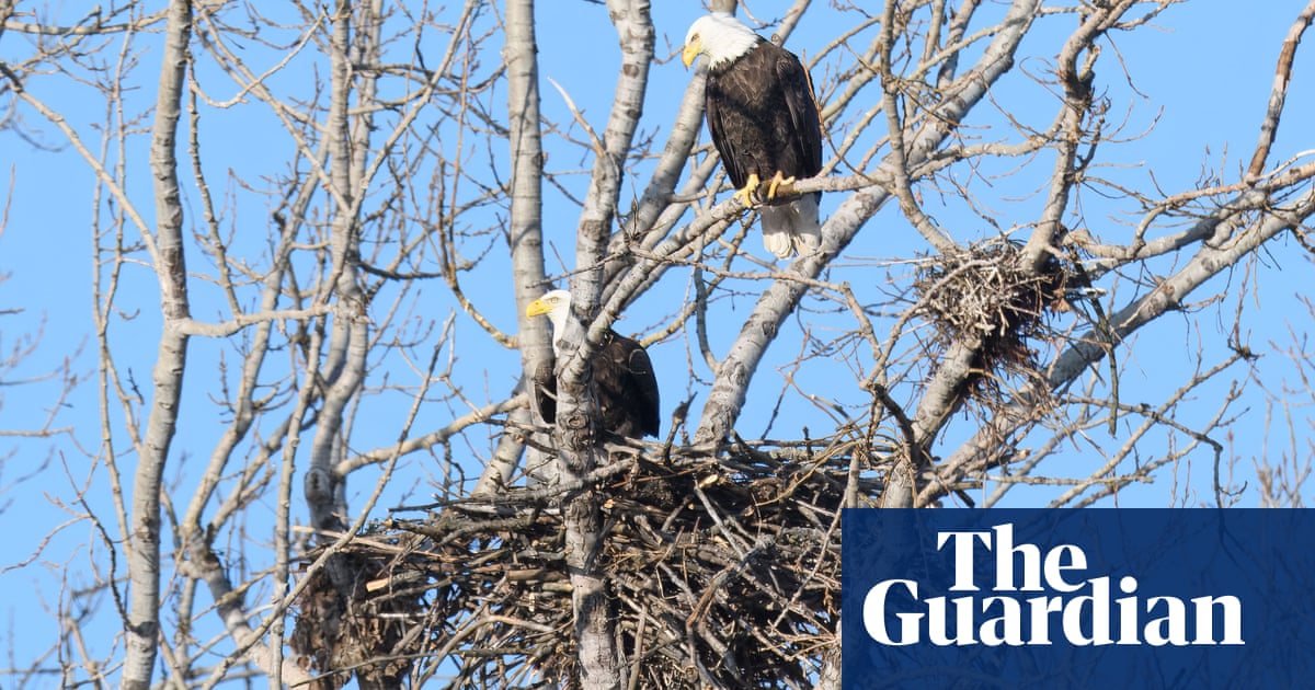 Bald eagles seen nesting in Toronto for first time in city’s recorded history | Canada
