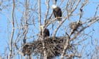 Bald eagles seen nesting in Toronto for first time in city's recorded history