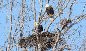 Two bald eagles seen nesting in Toronto, Canada, for first time in city’s recorded history