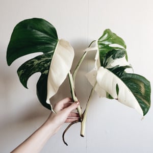 Monstera from Sweden’s @littleandlush .