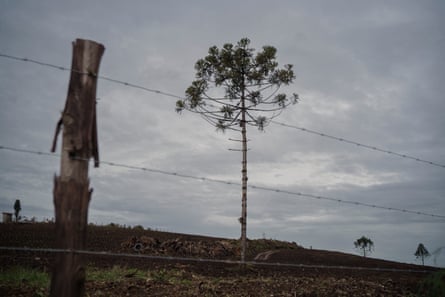 Desolate piece of deforested land with very few trees remaining.