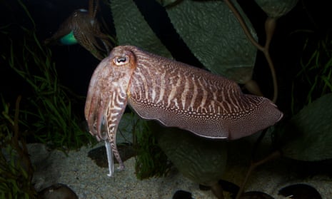 A common cuttlefish