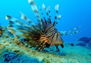 Mersin, Turkey: a lionfish off the coast near the ancient city of Korykos