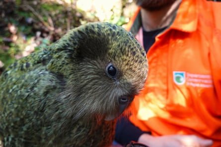 Kākāpō population tops 300 for first time in 75 years, after record breeding season