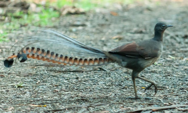 Lyrebird may join threatened species, as scale of bird habitat lost to  bushfires emerges, Birds