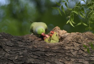 A parrot feeding its chicks on a nest in a tree in New Delhi, India.