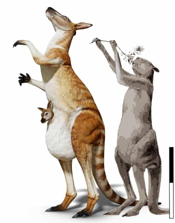 Il canguro gigante di South Walker Creek potrebbe essere il più grande canguro mai trovato. Nella foto qui accanto al precedente detentore del titolo, Procoptodon goliah. La barra di scala è uguale a 1m.