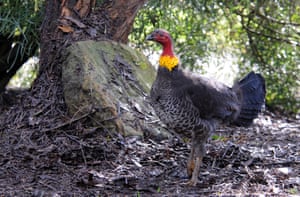 Brush turkeys have strong legs which they use to rake through leaf litter for insects, worms, skinks, berries and seeds.