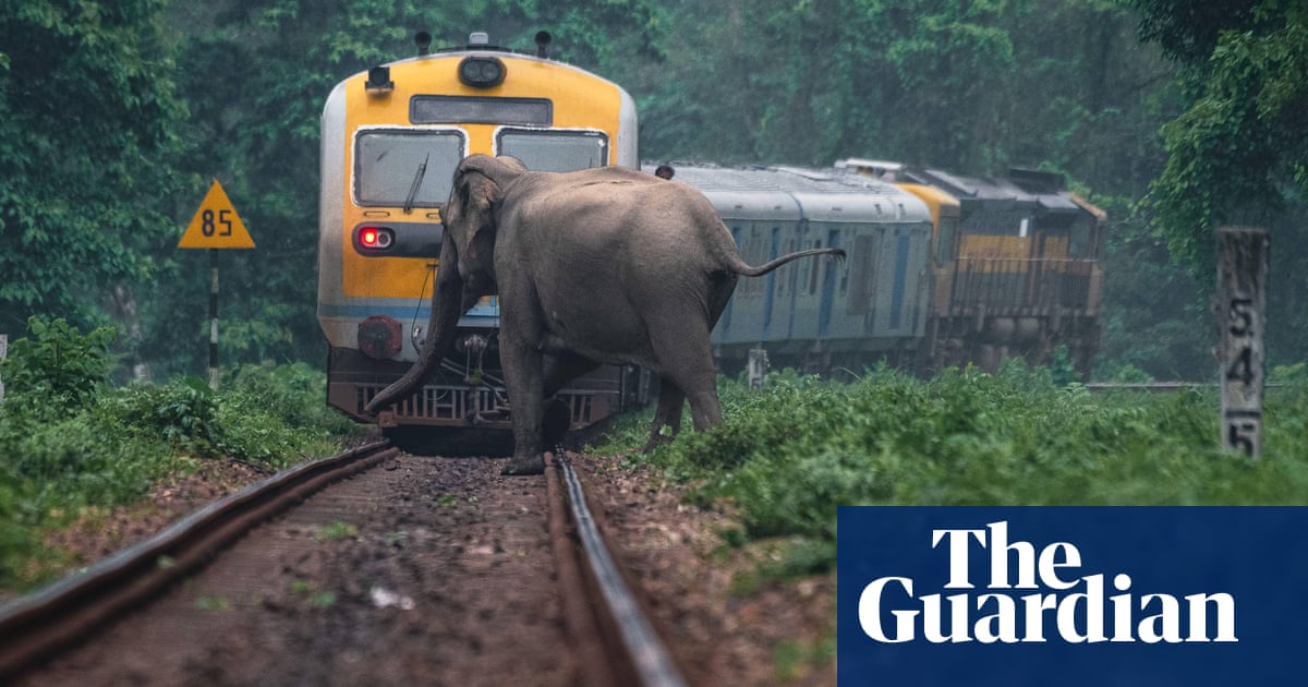 Why are so many of India’s elephants being hit by trains? | Endangered species