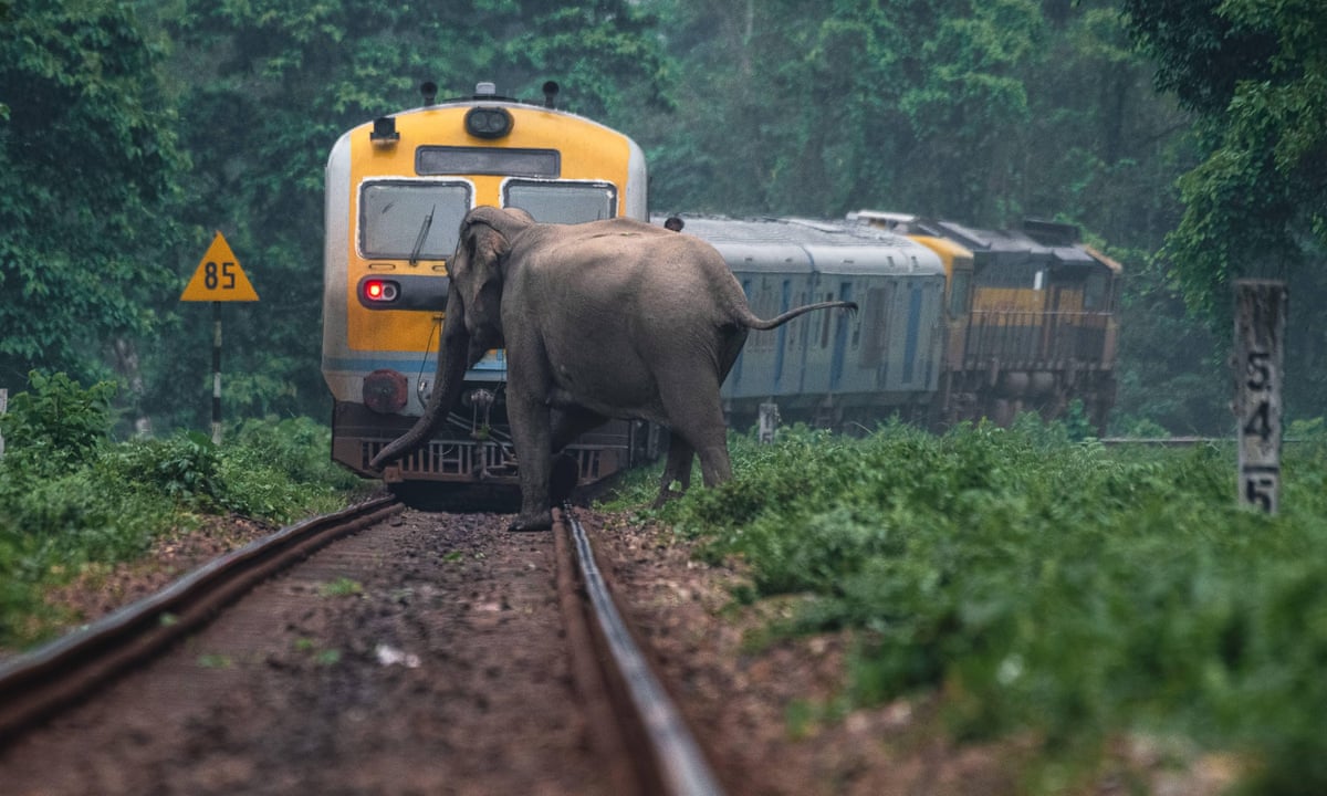 Why are so many of India's elephants being hit by trains? | Endangered species | The Guardian