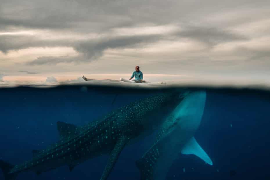 Tiburones ballena en Filipinas