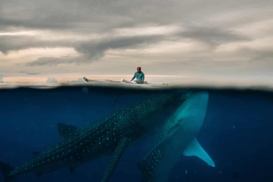 Whale sharks in the Philippines