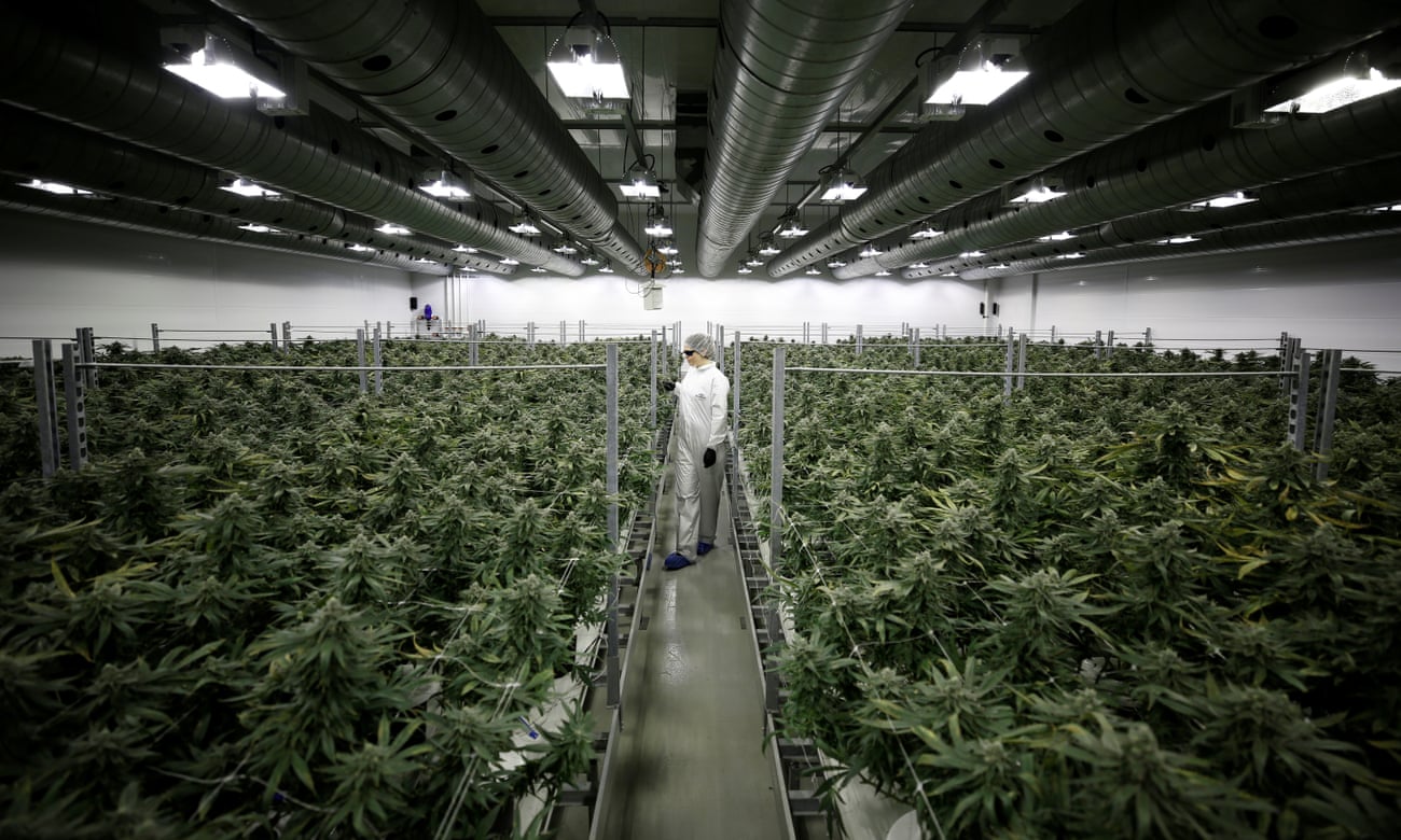Section grower Corey Evans walks between flowering marijuana plants at the Canopy Growth facility in Smiths Falls, Ontario, Canada.