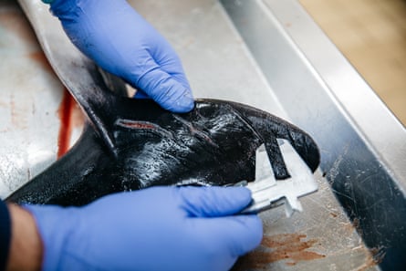 Le marsouin est mesuré et les blessures sont enregistrées par l'équipe du CSIP
