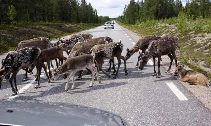 Reindeer viaducts in Sweden will keep herds safe from traffic as roam in search of grazing.