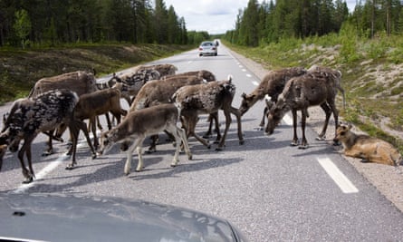 How creating wildlife crossings can help reindeer, bears – and even crabs |  Wildlife | The Guardian