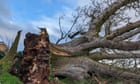 'It's like a family bereavement': Devon village mourns loss of beloved oak tree