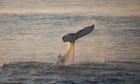 Man knocked out by whale tail whack while in small boat off Gold Coastr